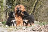 DOGUE DU TIBET 507
